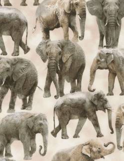 WILD Elephant - Timeless Treasures