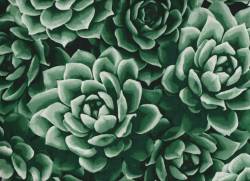 AGAVE - Hoffman Spectrum Digitaldruck 