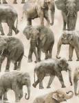 WILD Elephant - Timeless Treasures