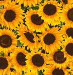 Sunflowers - Timeless Treasures