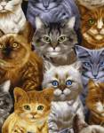 Cute Packed Kitties - Timeless Treasures
